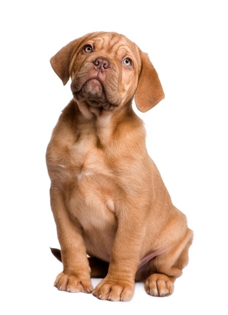 2 개월 Dogue de Bordeaux 강아지.