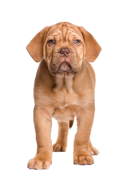 2 개월 Dogue de Bordeaux 강아지.