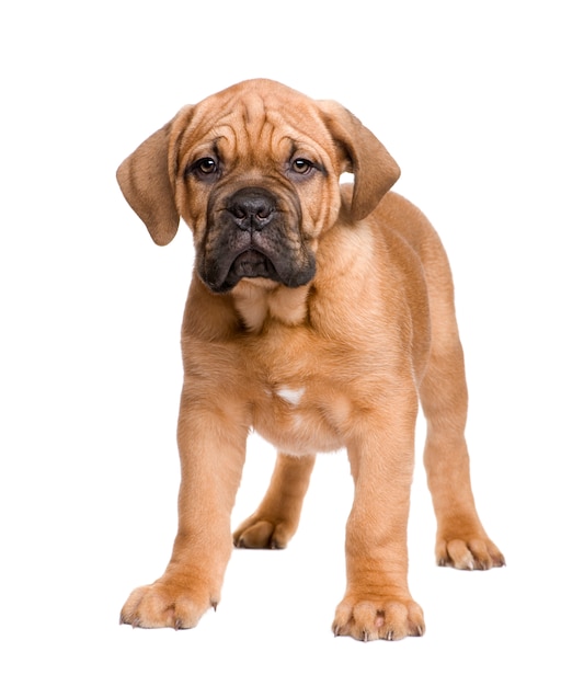 2 개월 Dogue de Bordeaux 강아지.