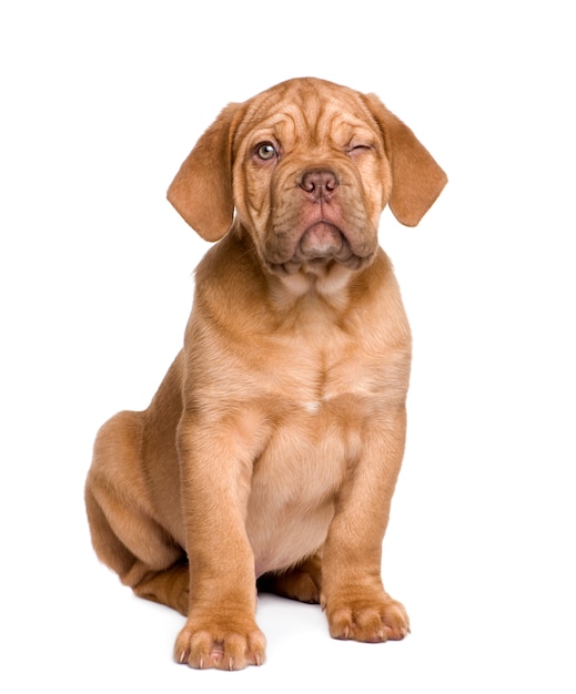 Dogue de Bordeaux puppy with 2 months.