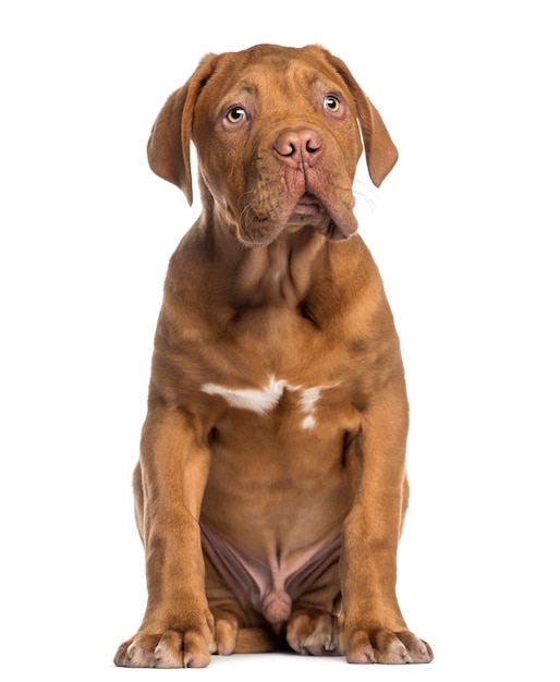 Dogue de Bordeaux puppy zitten