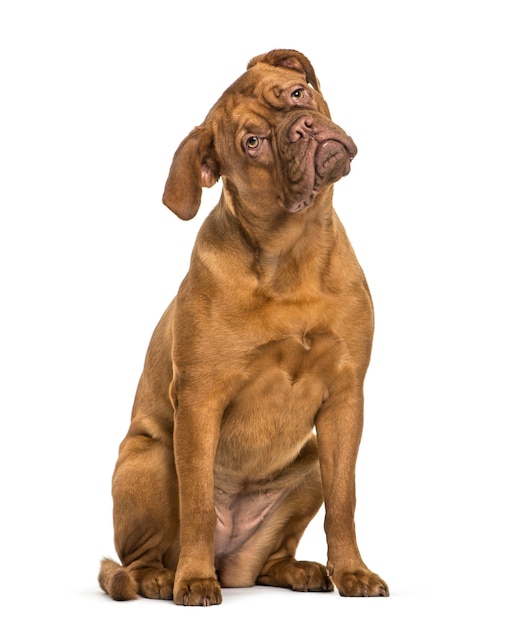 Dogue de Bordeaux sitting in front of white background