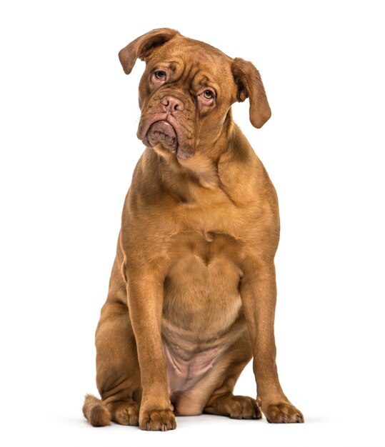 Dogue de Bordeaux 흰색 배경 앞에 앉아