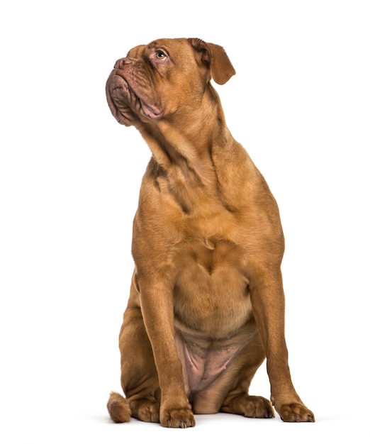 Dogue de Bordeaux 흰색 배경 앞에 앉아