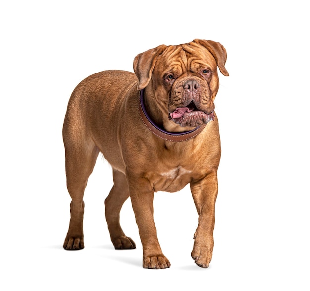 Dogue de Bordeaux walking isolated on white