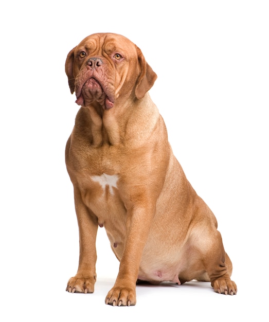 2 년의 Dogue de Bordeaux. 고립 된 개 초상화