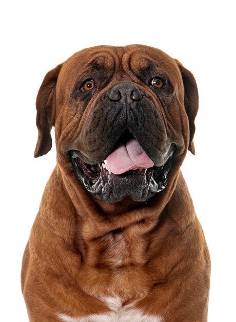 Dogue de Bordeaux