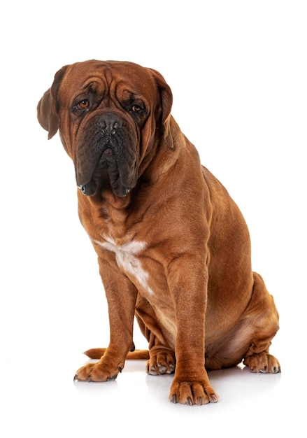 Dogue de Bordeaux