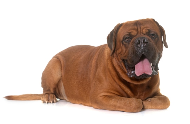 dogue de Bordeaux