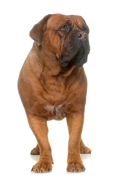 Dogue de Bordeaux