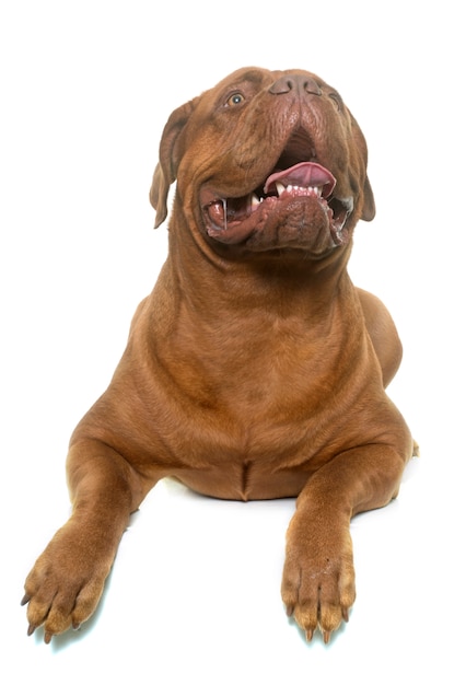 dogue de Bordeaux