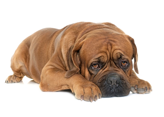 Dogue de Bordeaux