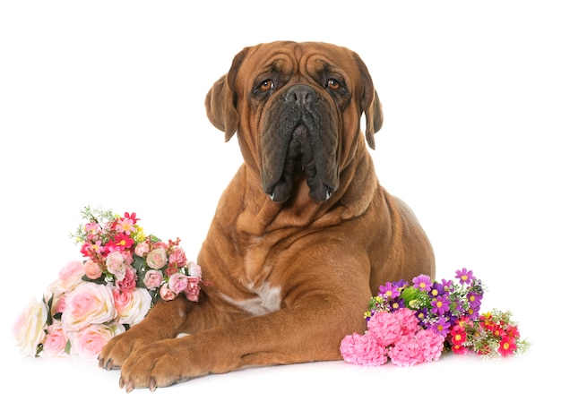 Dogue de Bordeaux