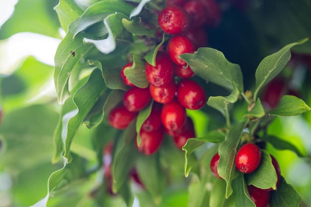 dogwood berry on a tree closeup