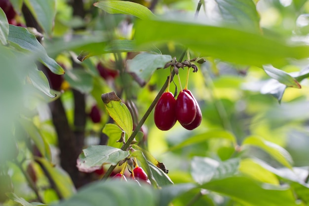 Dogwood berry on a tree