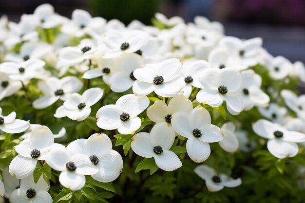 Photo dogwood blossoms in a flower garden