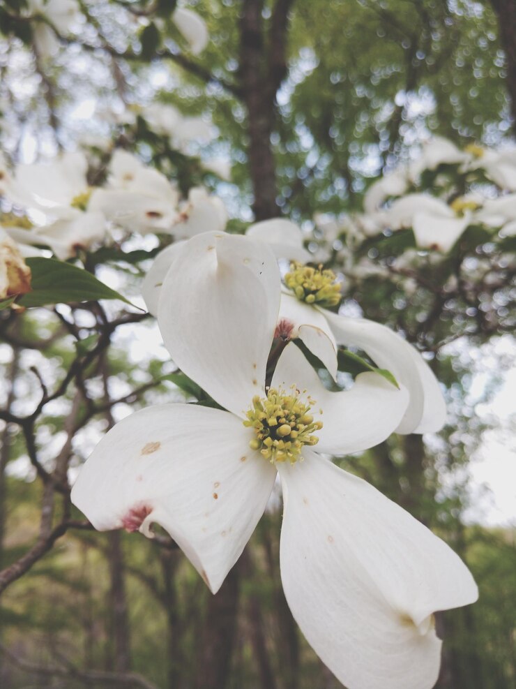 Photo dogwood flower