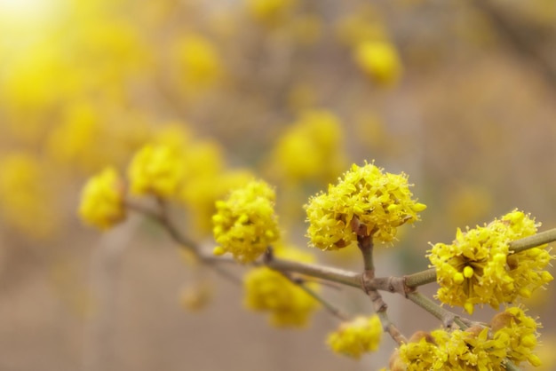 층층 나무 또는 유럽산 코넬 나무 가지 봄철에 노란색 꽃이 핀 코넬리언 체리