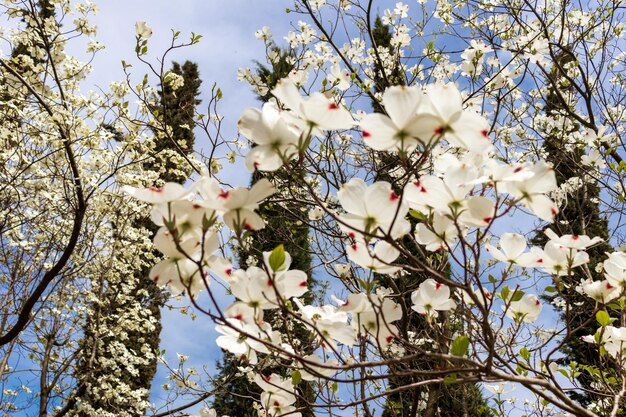 Dogwood tree flowers blooming in the spring