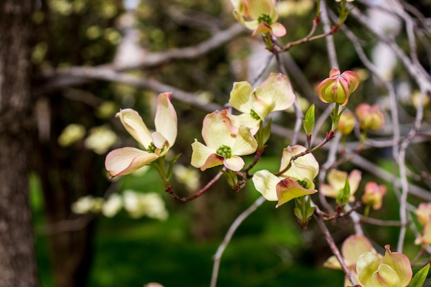 Dogwood tree flowers blooming in the spring