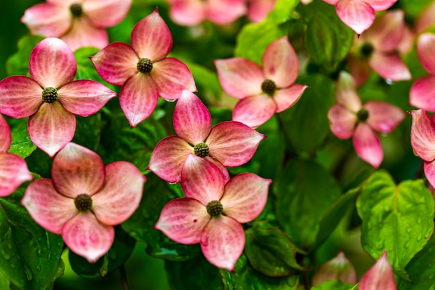 ハナミズキの木の花