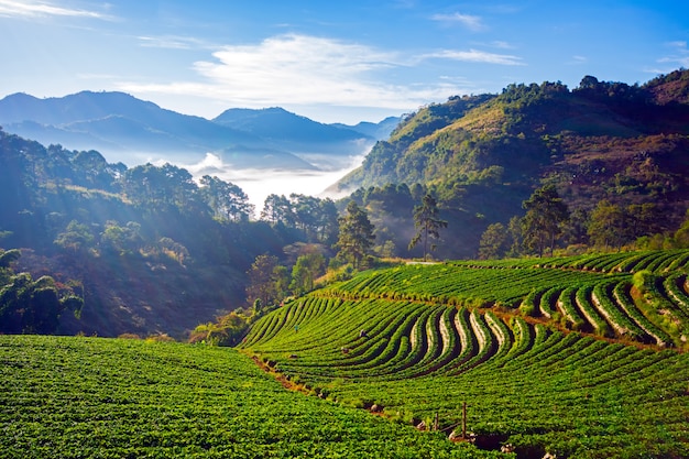 Doi Ang Khang Landscape of Strawberry garden with sunrise at Doi Ang Khang ,Chiang Mai, Thailand