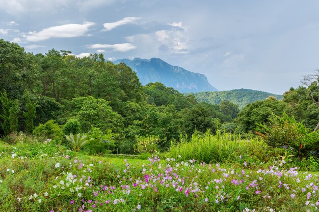 Doi Luang Chiang Dao die van de mens van Doi Mae Ta, Chiang Mai, Thailand kijken