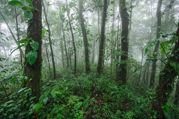 Doi Phu Khaレインフォレストの風景。 Deep Moist Hill常緑樹の森。