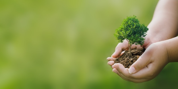 Fare csr piantando alberi, concetto di csr e piantando alberelli di alberi.