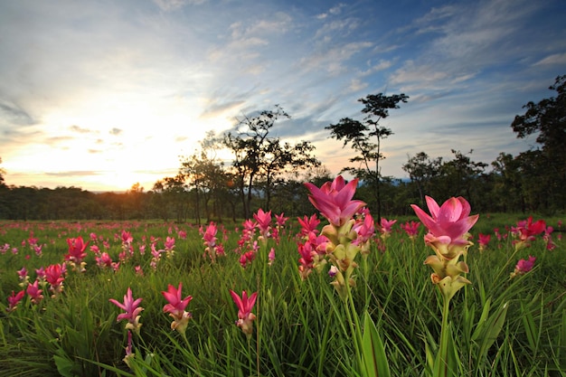 Dok krachiao blooming or SiamTulip festival in Pa Hin Ngam National Park Chaiyaphum Thailand