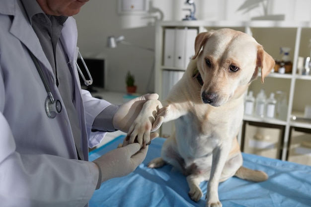 Dokter controleert huid en vacht van honden