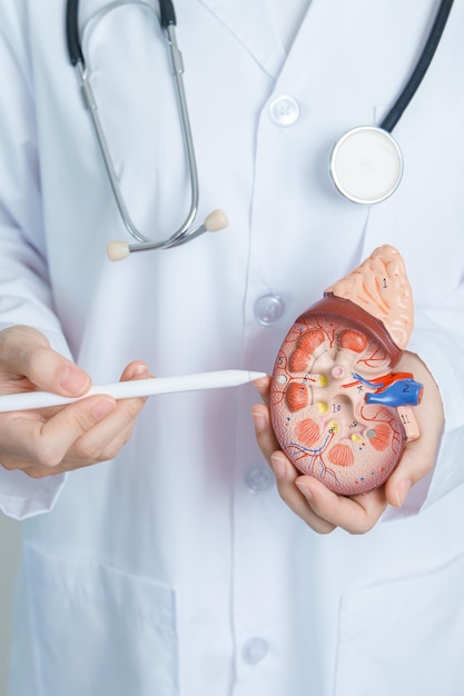 Dokter die anatomische nier vasthoudt Bijniermodelziekte van het urinestelsel en stenen Kanker wereld nierdag Chronische nier Urologie Nefritis Nier- en transplantatieconcept