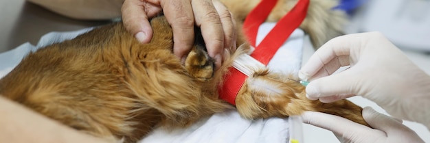 Dokter-dierenarts geeft een injectie aan rode kat in anesthesie van de kliniek voor dieren