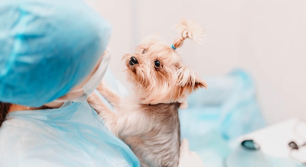 dokter dierenarts vrouw houdt van yorkshire terrier hond dierenverzorgingsconcept