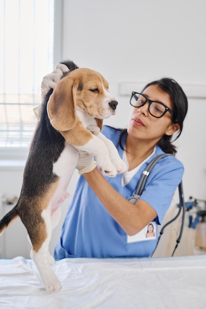 Dokter palperende beagle pup