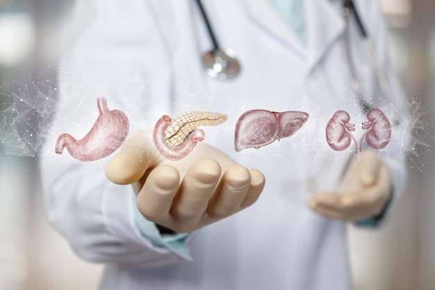 Dokter toont schetsen van inwendige organen op een onscherpe achtergrond