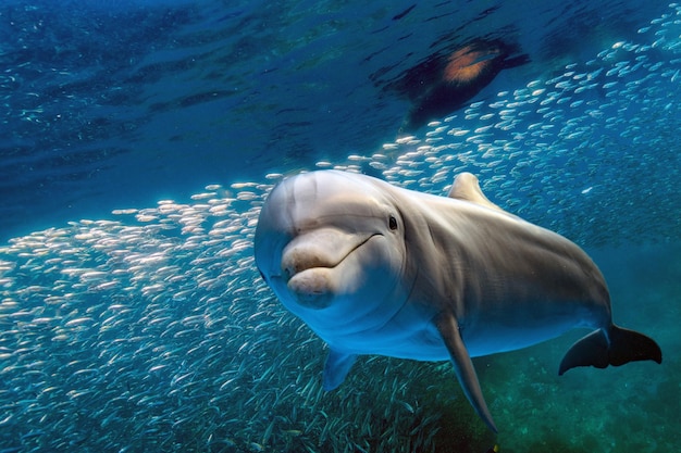 Dolfijn onderwater op blauwe oceaanachtergrond