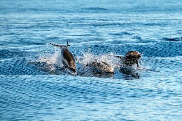 Dolfijn tijdens het springen in de diepblauwe zee