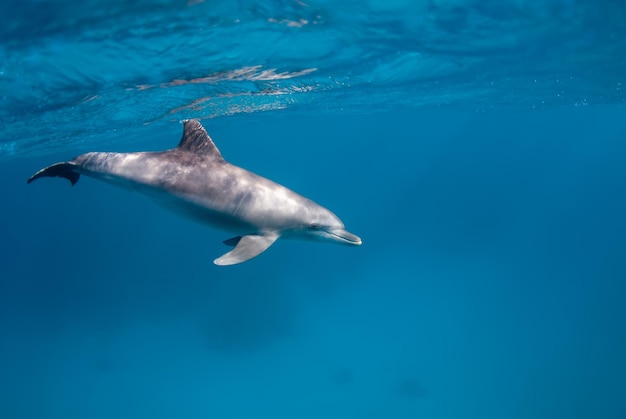 Dolfijnen zwemmen in het blauwe en heldere water van de rode zee
