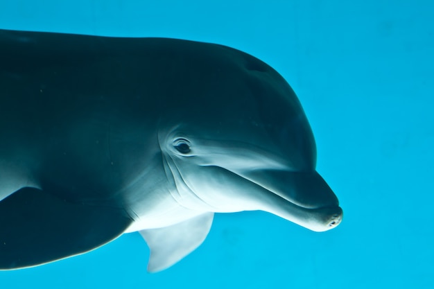 Dolfijnportret op blauwe achtergrond, aquarium van Genova - Italië