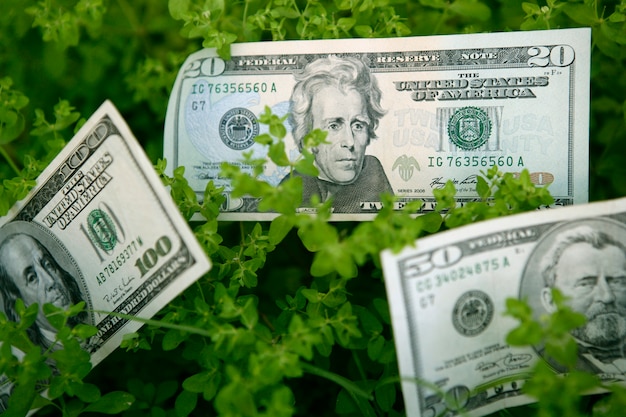 Dollar notes growing from a green plant, benefits growth metaphor