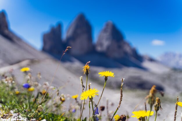 Photo dolomites flowers