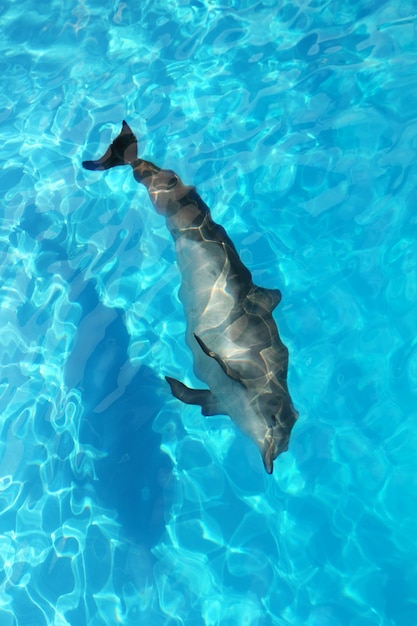 Photo dolphin alone high angle view turquoise water