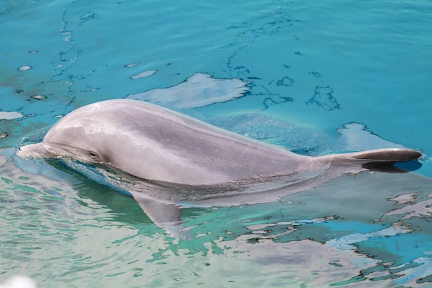 水族館でイルカ