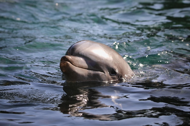 Foto dolphin at sea world in orlando, florida