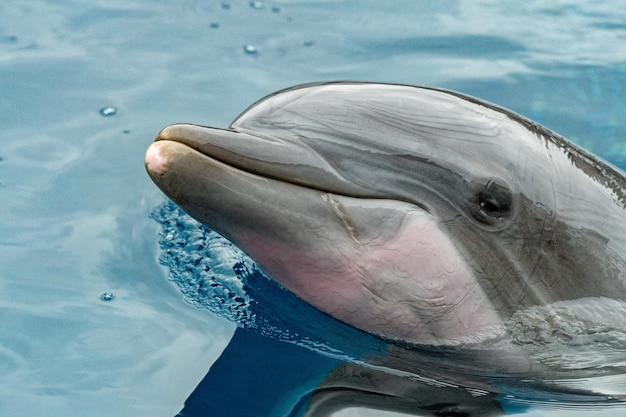 Dolphin close up portrait detail while looking at you