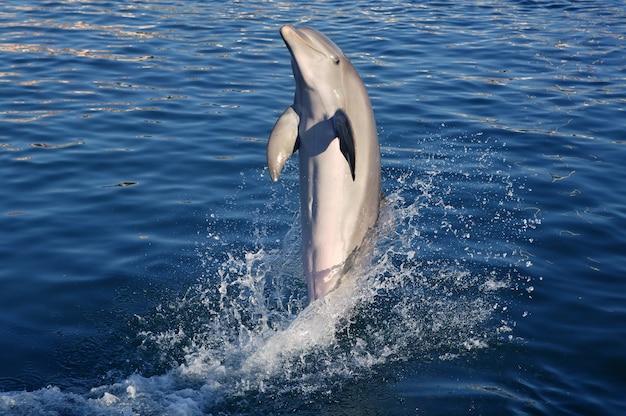 Foto delfino che fa acrobazie