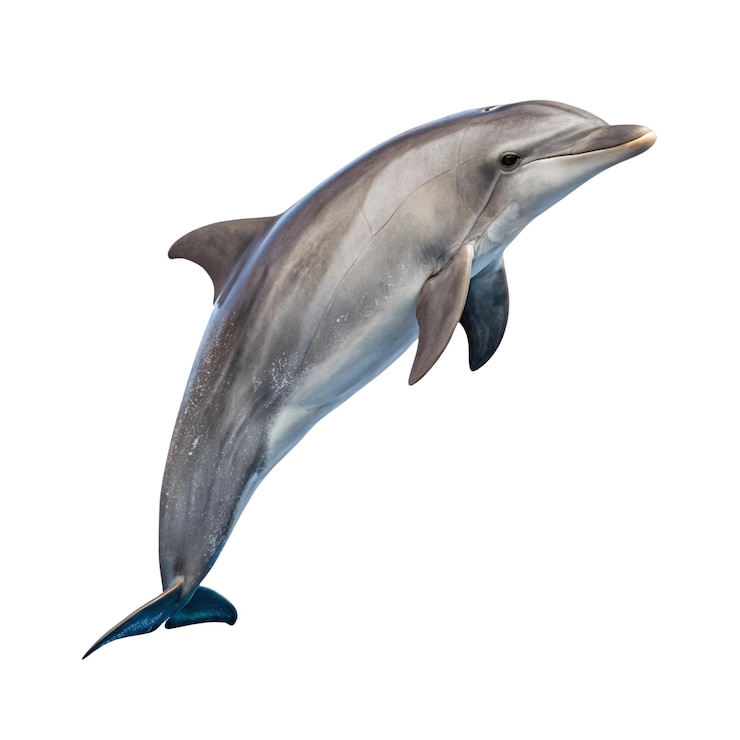 Photo dolphin full body isolate on white background