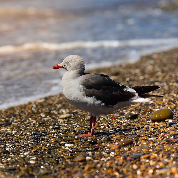 Photo dolphin gull