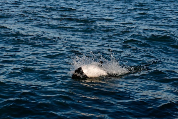 A dolphin is swimming in the ocean and the water is splashing.